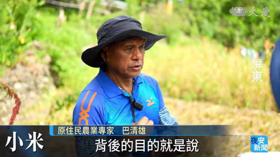 祖靈的特餐！品嘗原住民小米添營養｜大愛新聞圖片