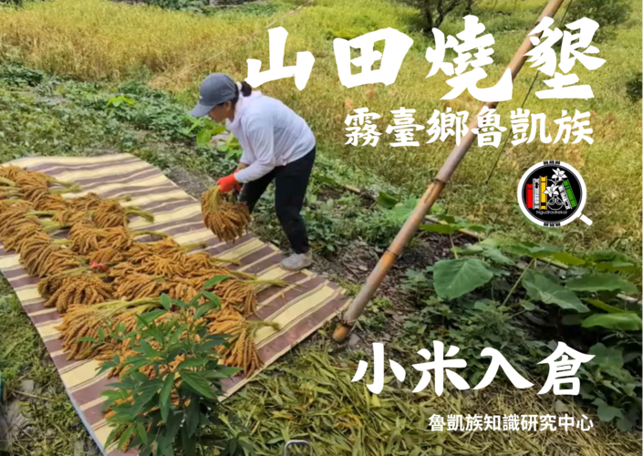 霧臺鄉魯凱族山田燒墾-小米入倉圖片