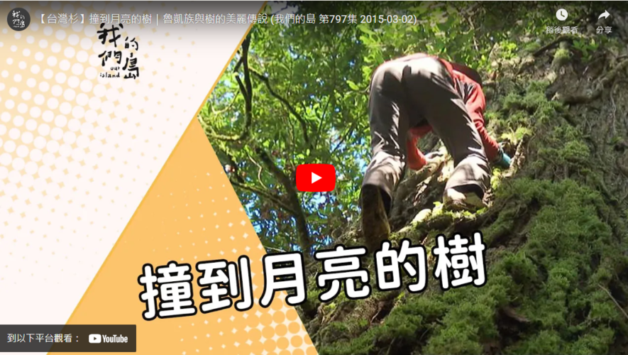 撞到月亮的樹 | 魯凱族與樹的美麗傳說 (公共電視-我們的島 第797集)圖片