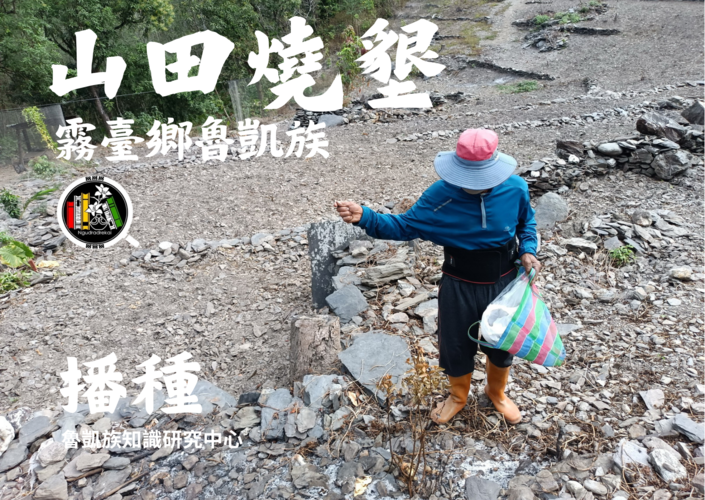 霧臺鄉魯凱族山田燒墾-播種圖片