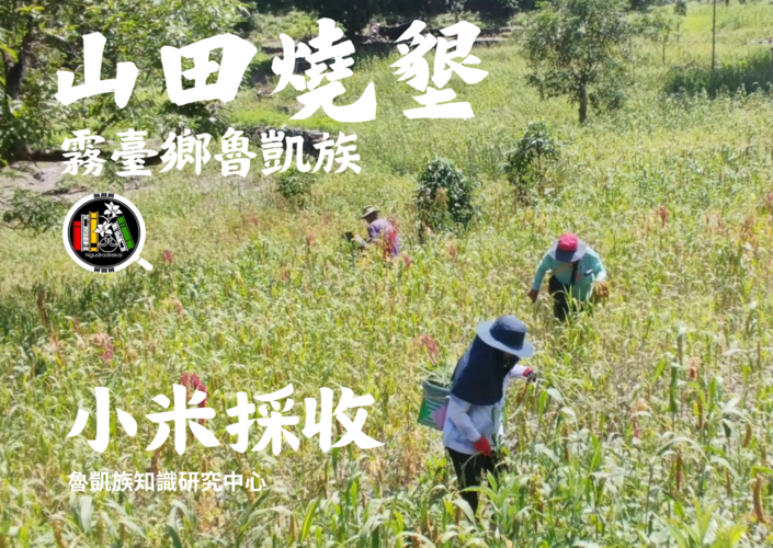 霧臺鄉魯凱族山田燒墾-小米採收圖片